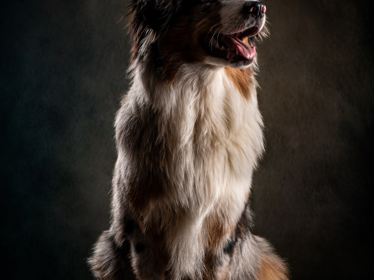 Forfait studio &laquo;&nbsp;Canin&nbsp;&raquo;